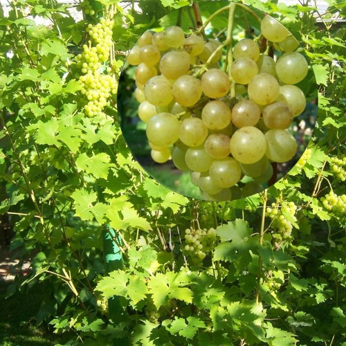 Vitis vinifera 'Ciravas Agra' - Harilik viinapuu 'Ciravas Agra' C4/4L